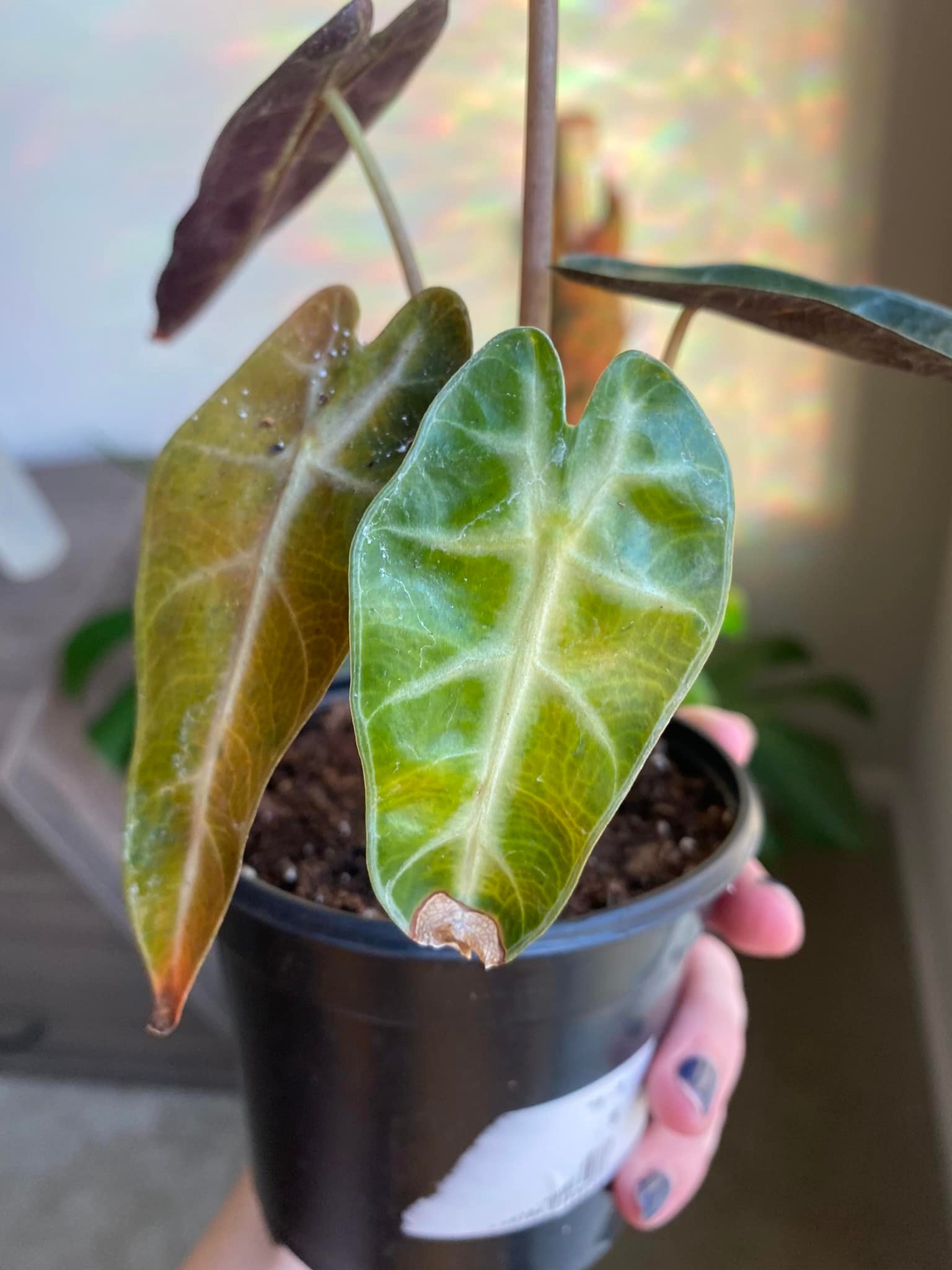 Root rot in Alocasia Bambini plant display picture 1