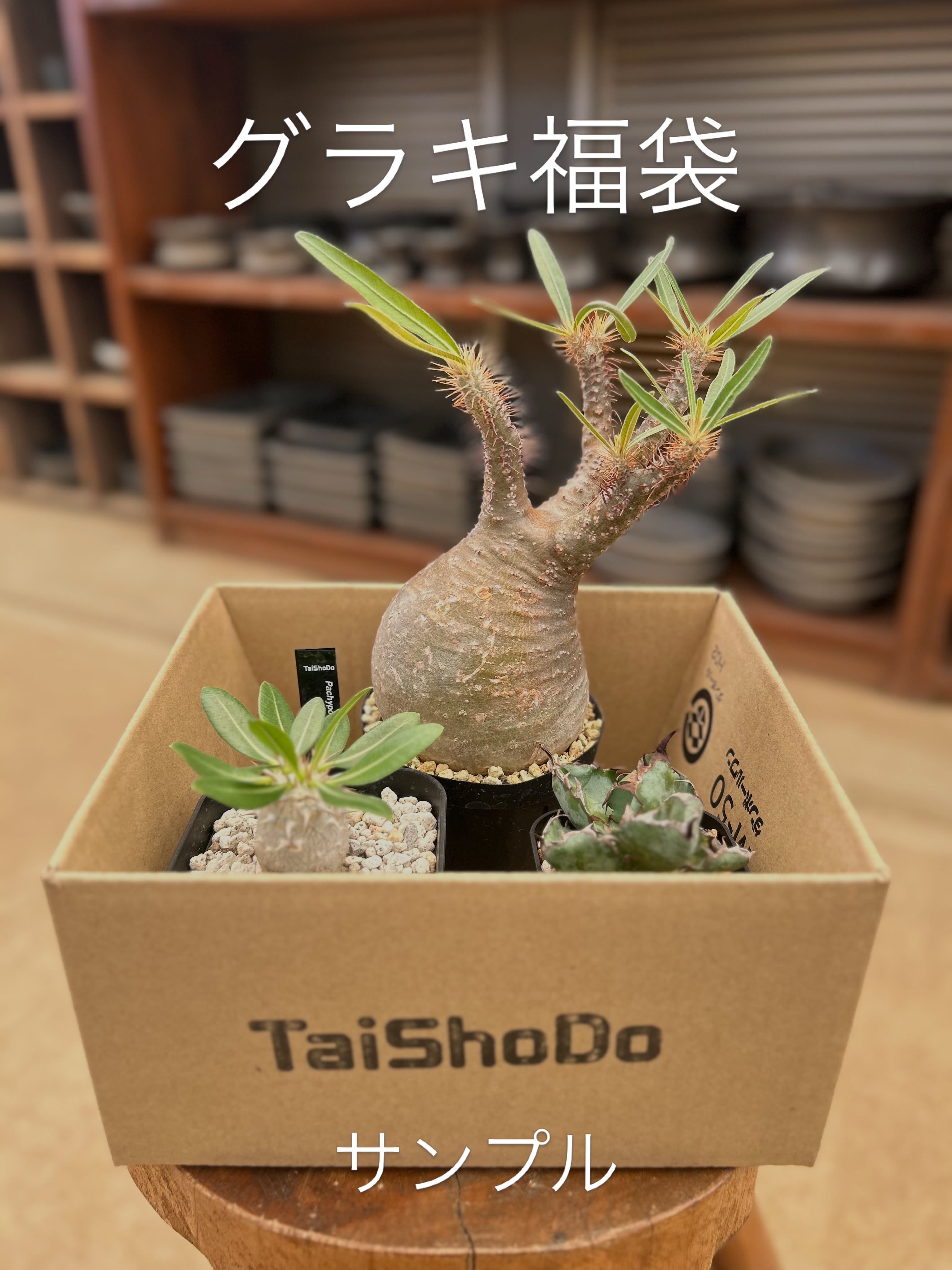 農園芸資材の専門店 taishodo - アデニア バリー実生 限定9本‼️ 価格
