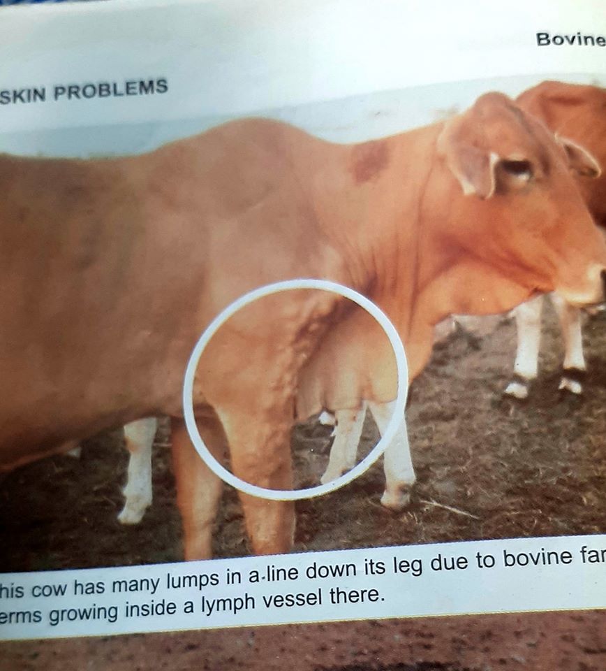 Vet in Pakistan - BOVINE FARCY ( GHENDIBUR ) Bovine farcy can be found ...