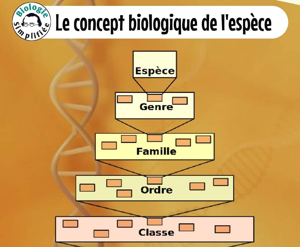 La première définition de l’espèce... - Biologie Simplifiée