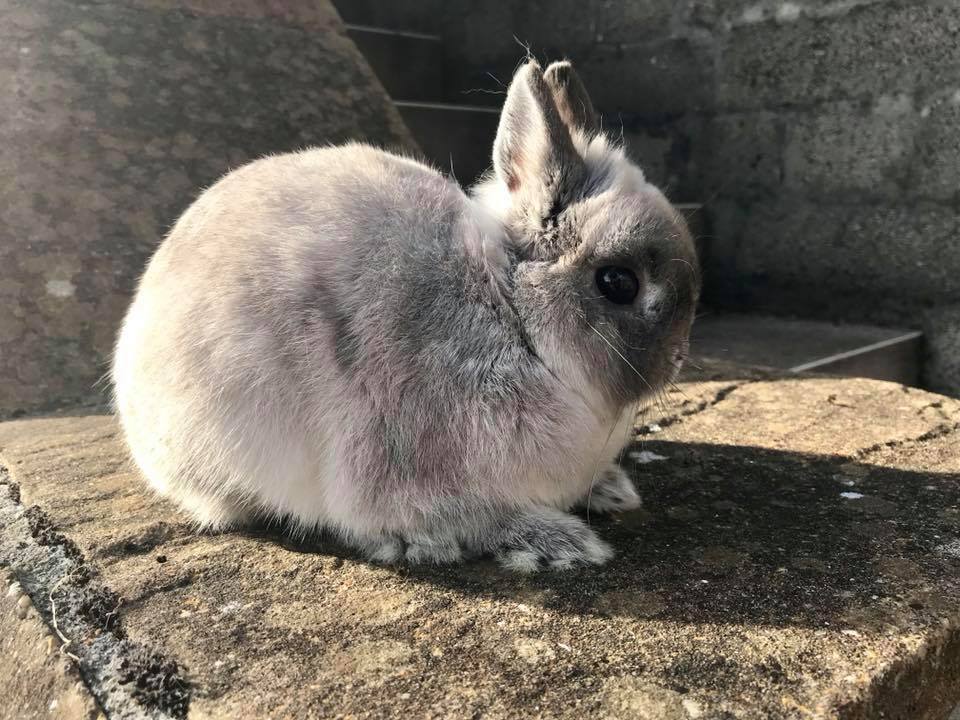The Nethy Shed - Netherland Dwarf Rabbits Cornwall.
