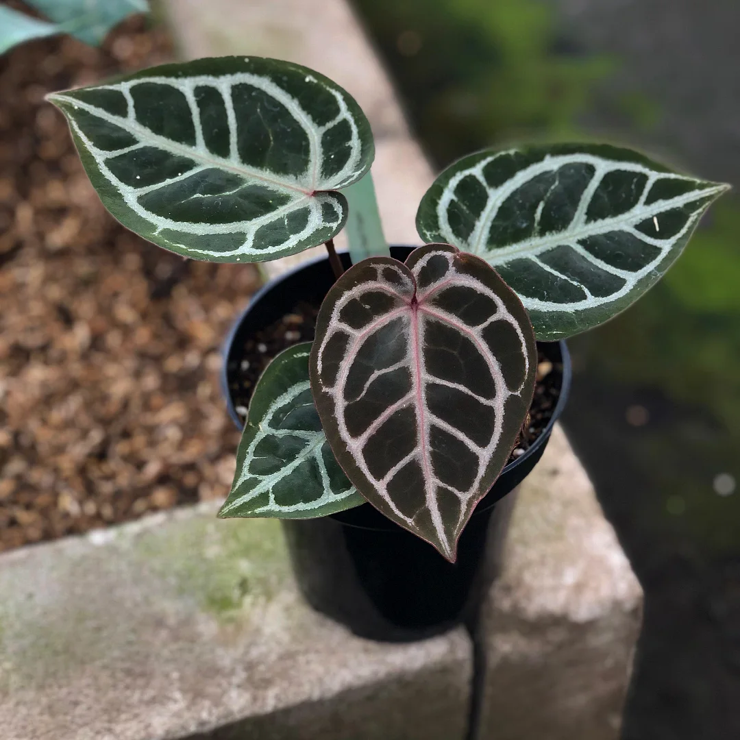 Anthurium Kos X Rc #anthuriumkosxredcrystallinum