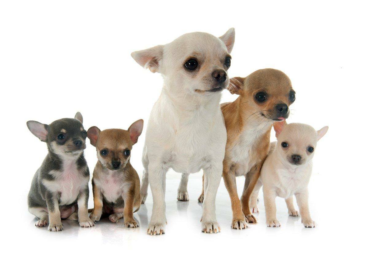 Los orígenes del Chihuahua son... - La gatera pet vet