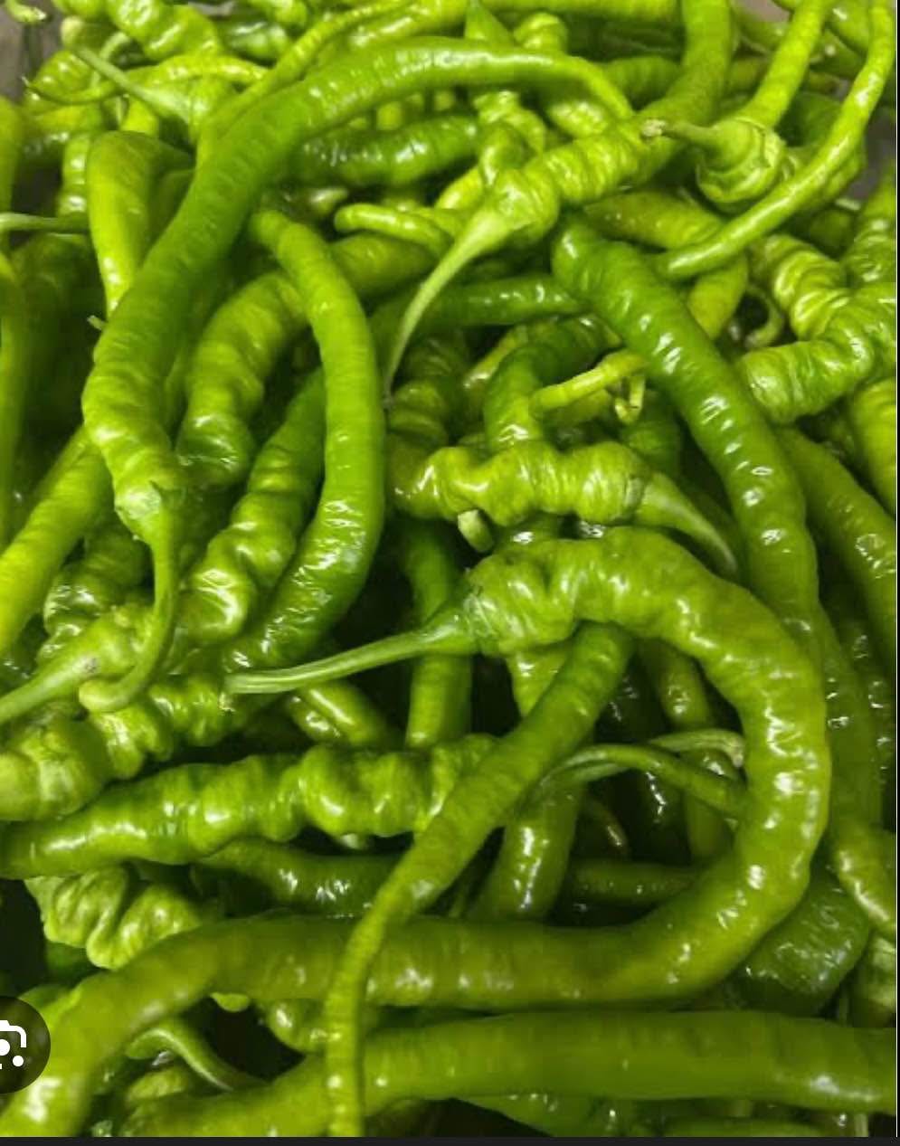 Turkish Snake Chilli seedling plants - Plants & Seedlings - Adelaide ...