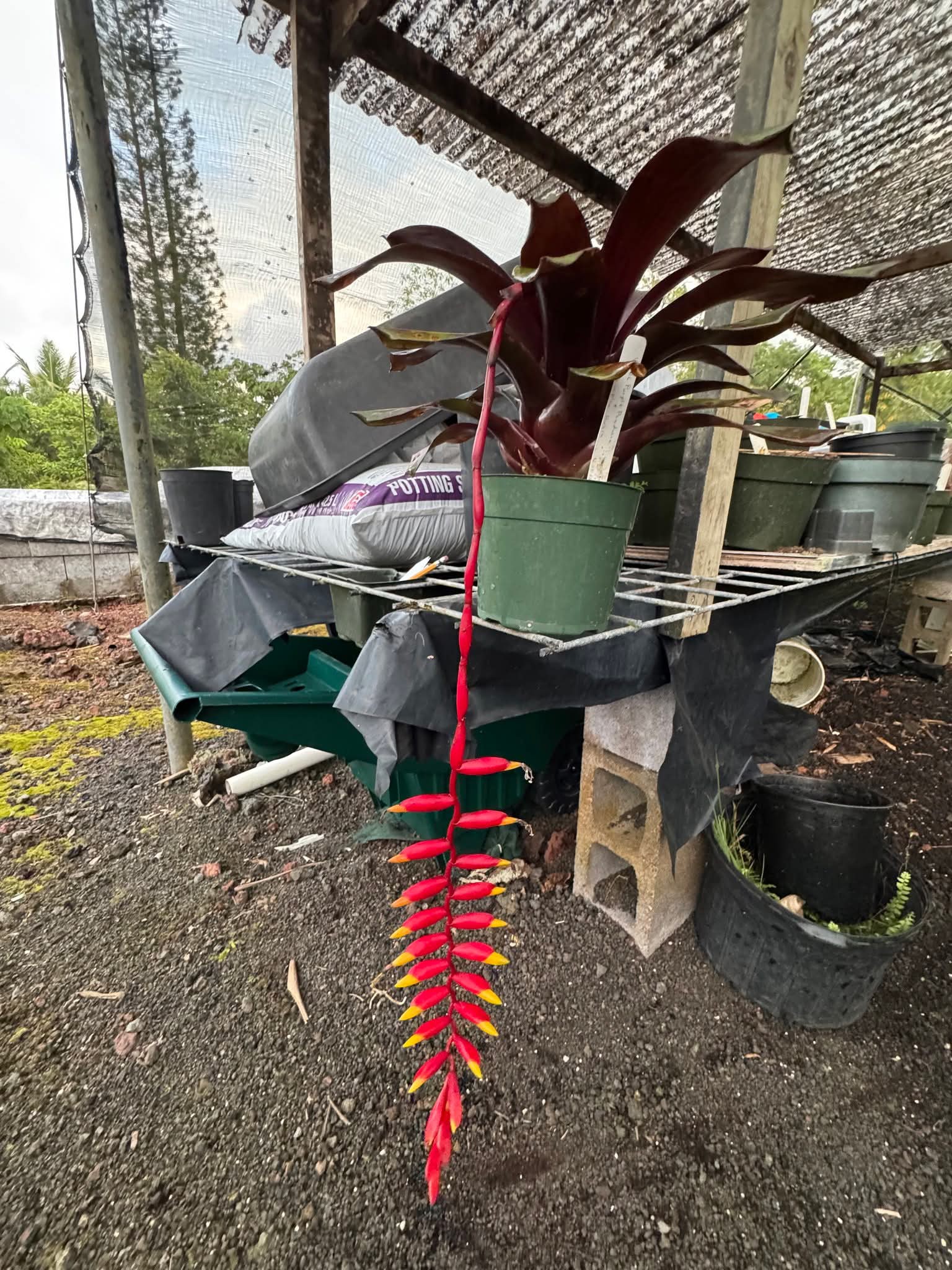 Vriesea 'Fire Fall' bromeliad hybrid