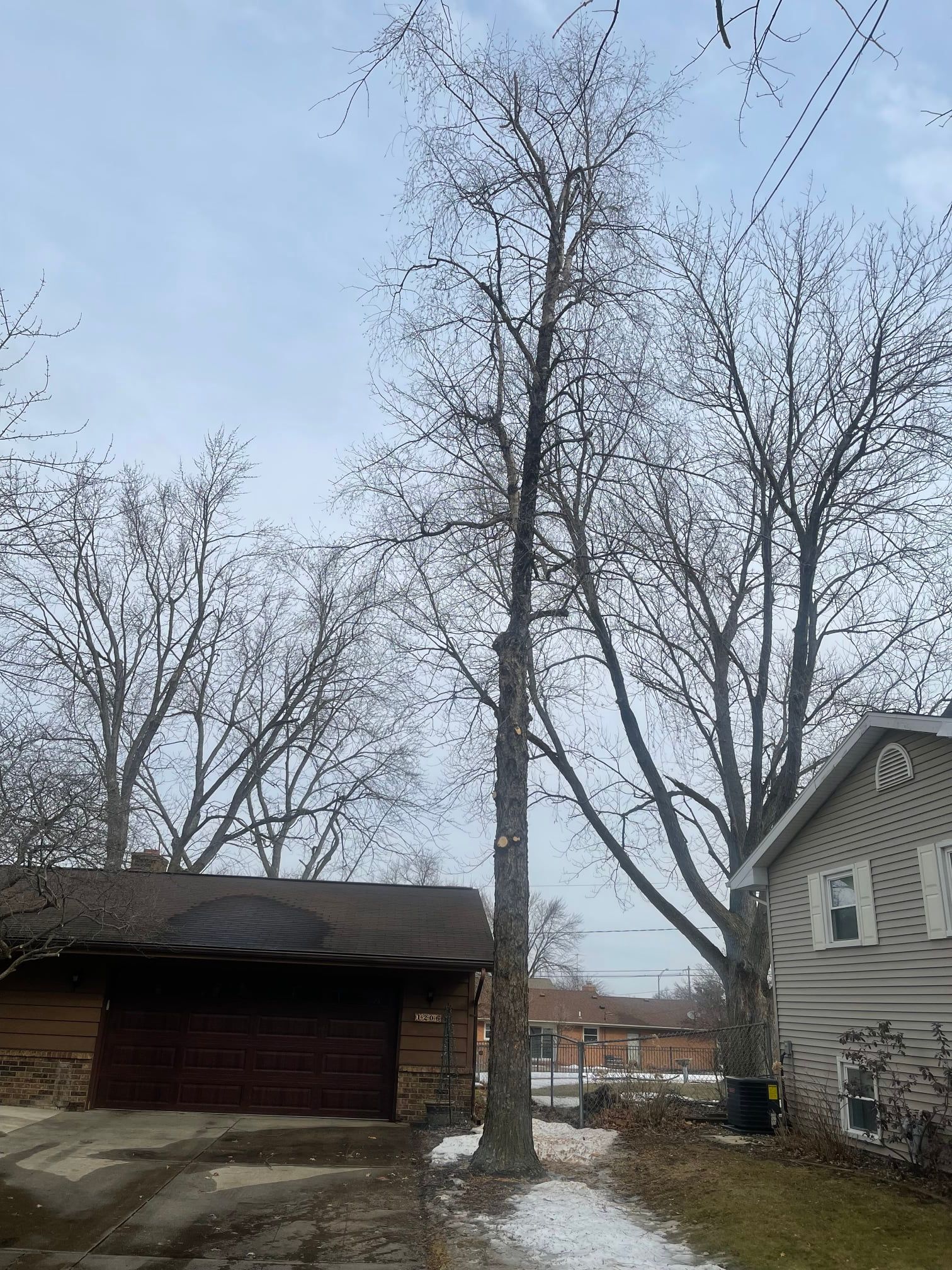 Embark Tree Removal