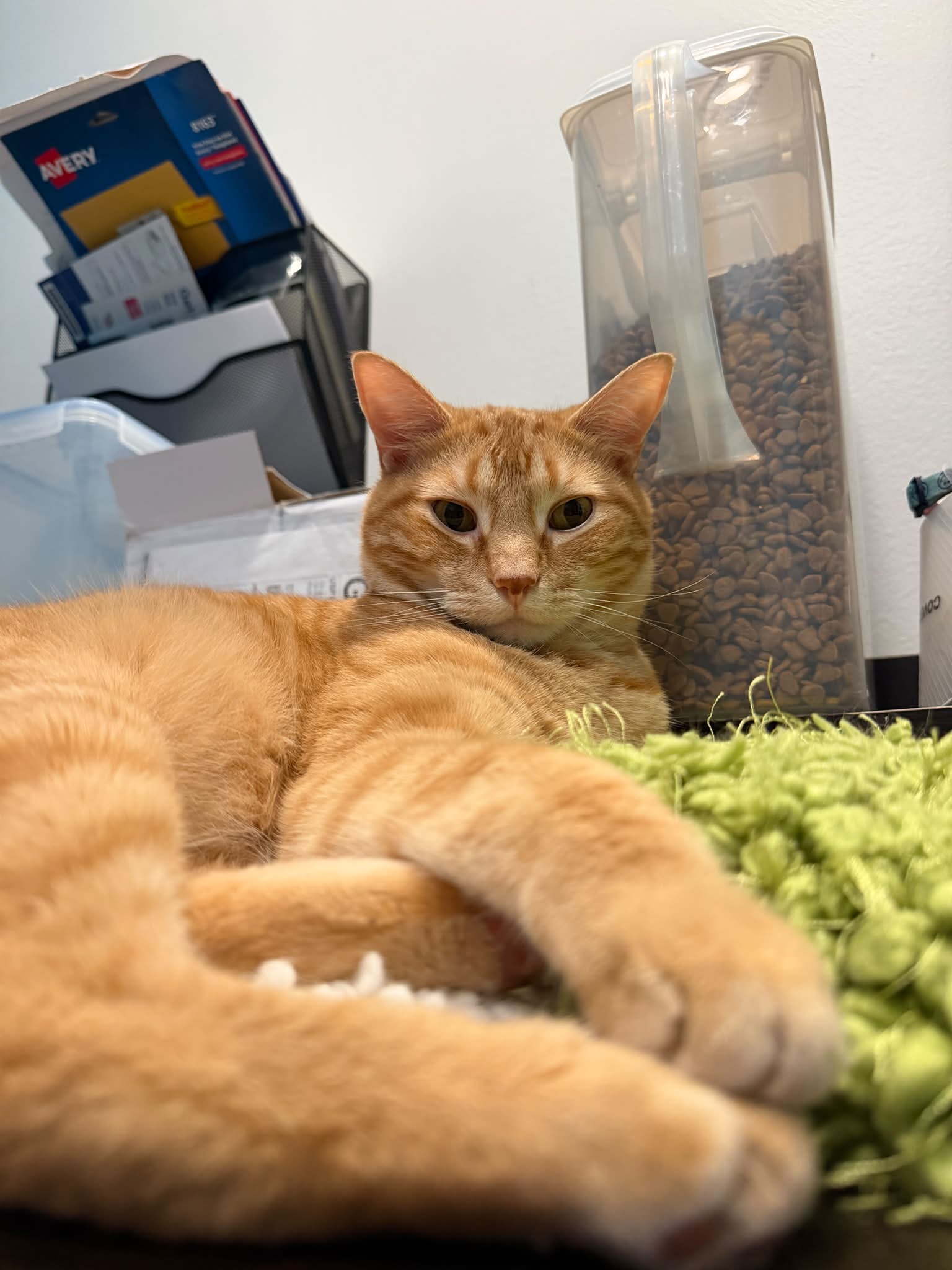 Whisker Station Cat Cafe and Lounge | Kirkwood MO