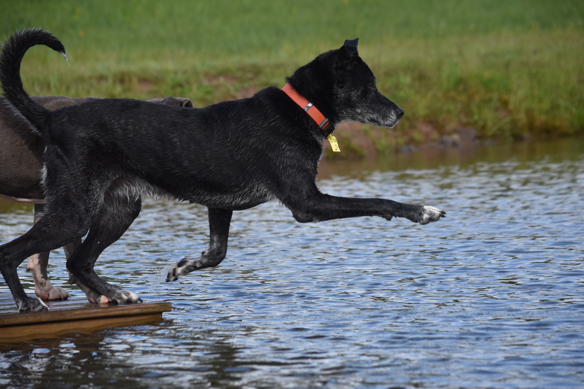 Meet Tally! Ready to jump in... - It's Ruff Without a Roof