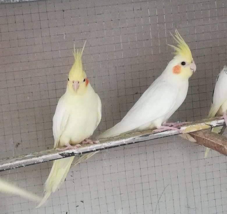Craigslist Birds For Sale
