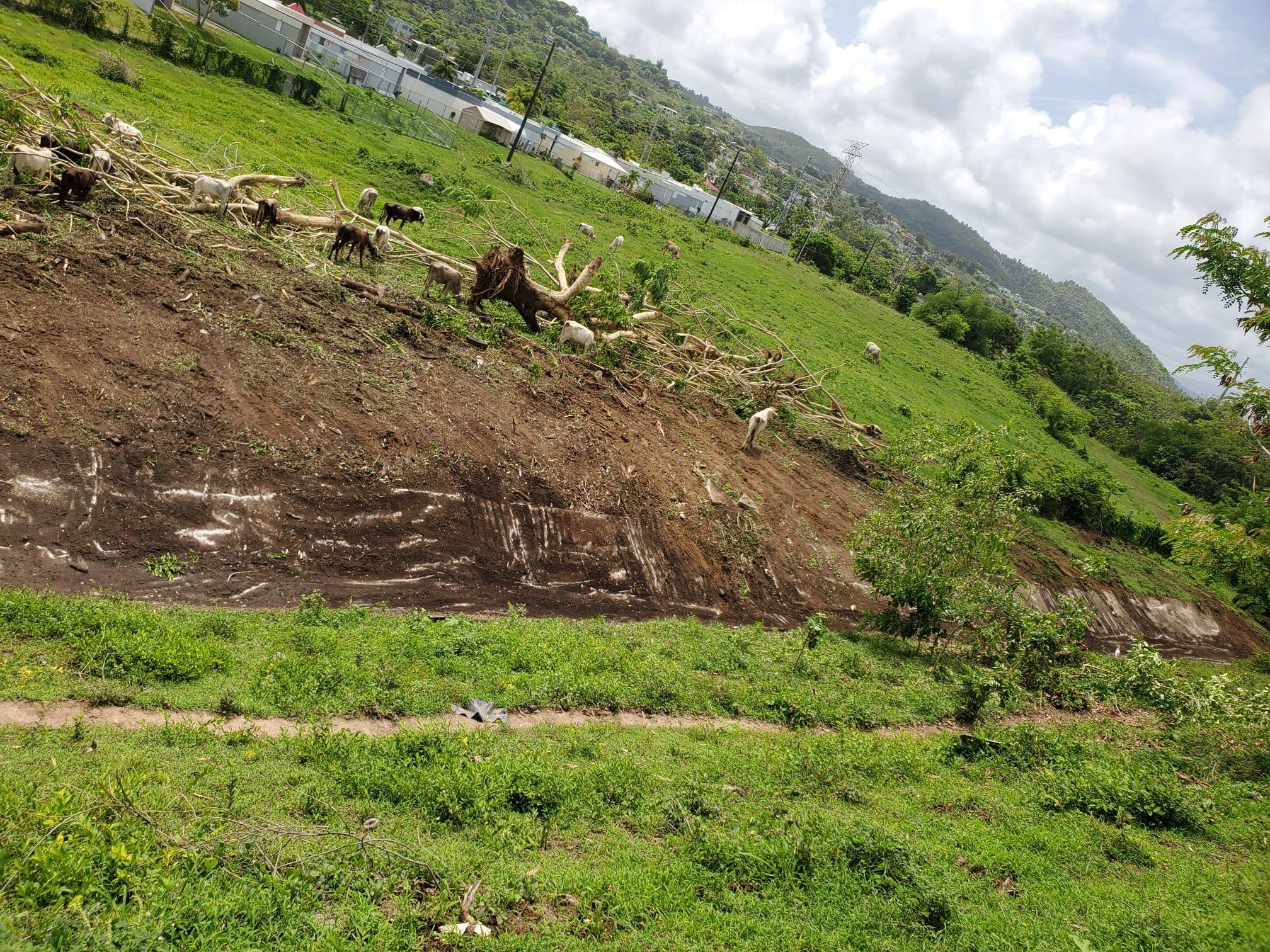 Continuamos trabajando... - Municipio Autónomo de Humacao