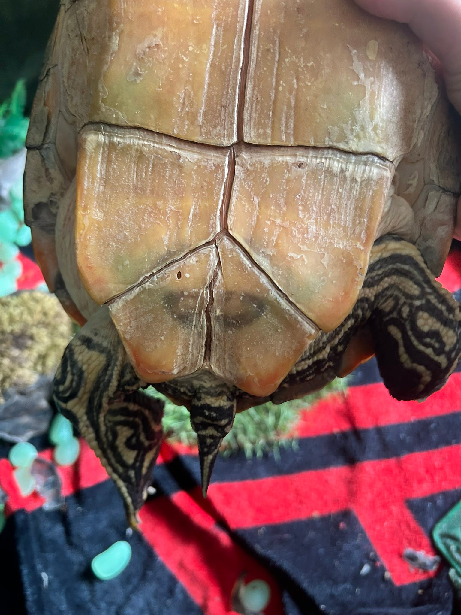 How to determine the gender of a rescued cooter turtle?