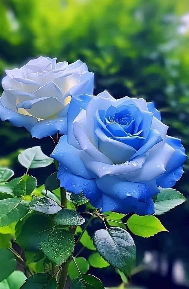 Leave the comment below if you like this rose!!!🙂‍↕️