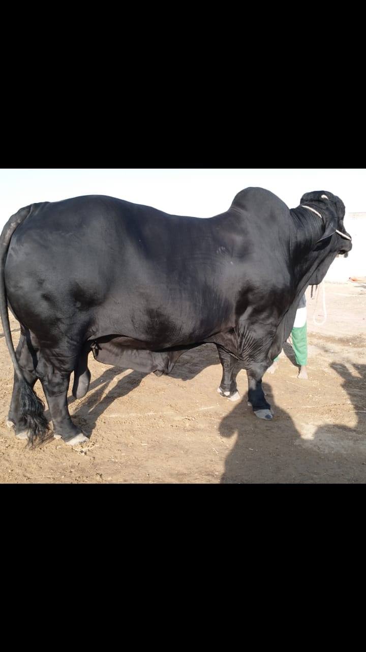 Shafiq Cattle Farm