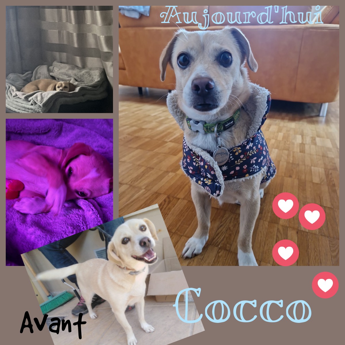 Aidons Les Animaux Help A Greek Stray