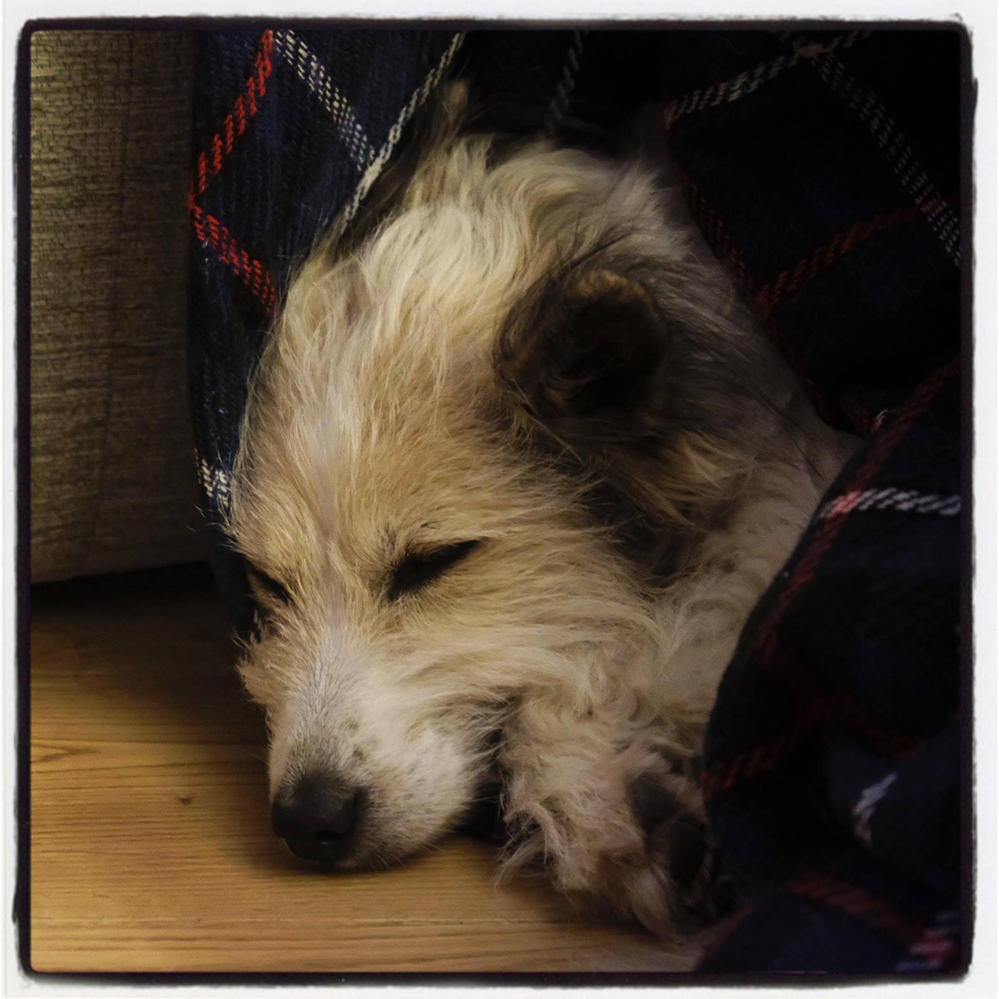 Daisy & Archie Oswin