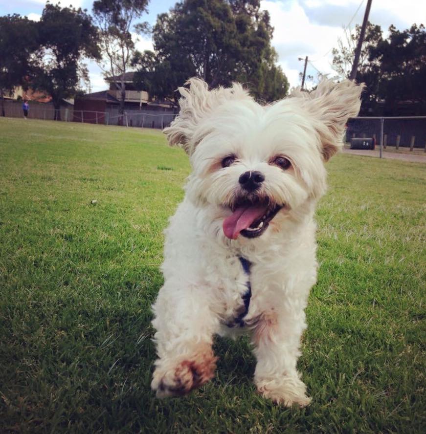 This week we said a very sad... - Dog Walking Melbourne