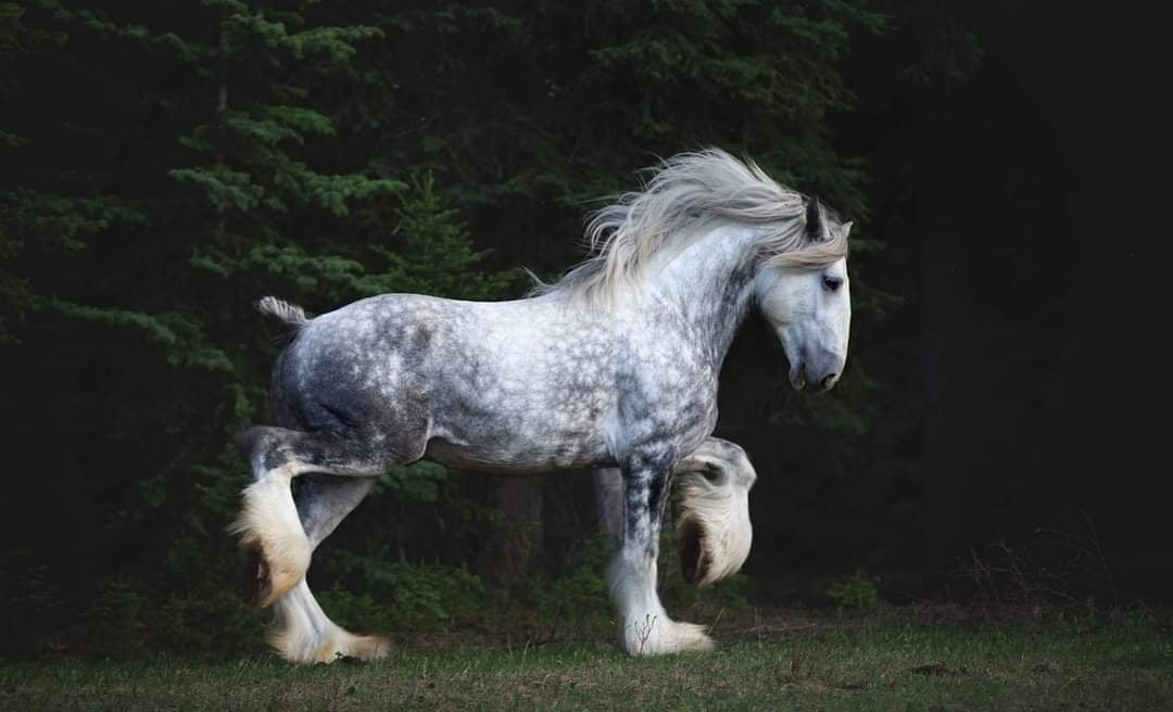 Gentle Giant Ranch - Shire Horses - Have you seen the 2022 Spring Issue ...