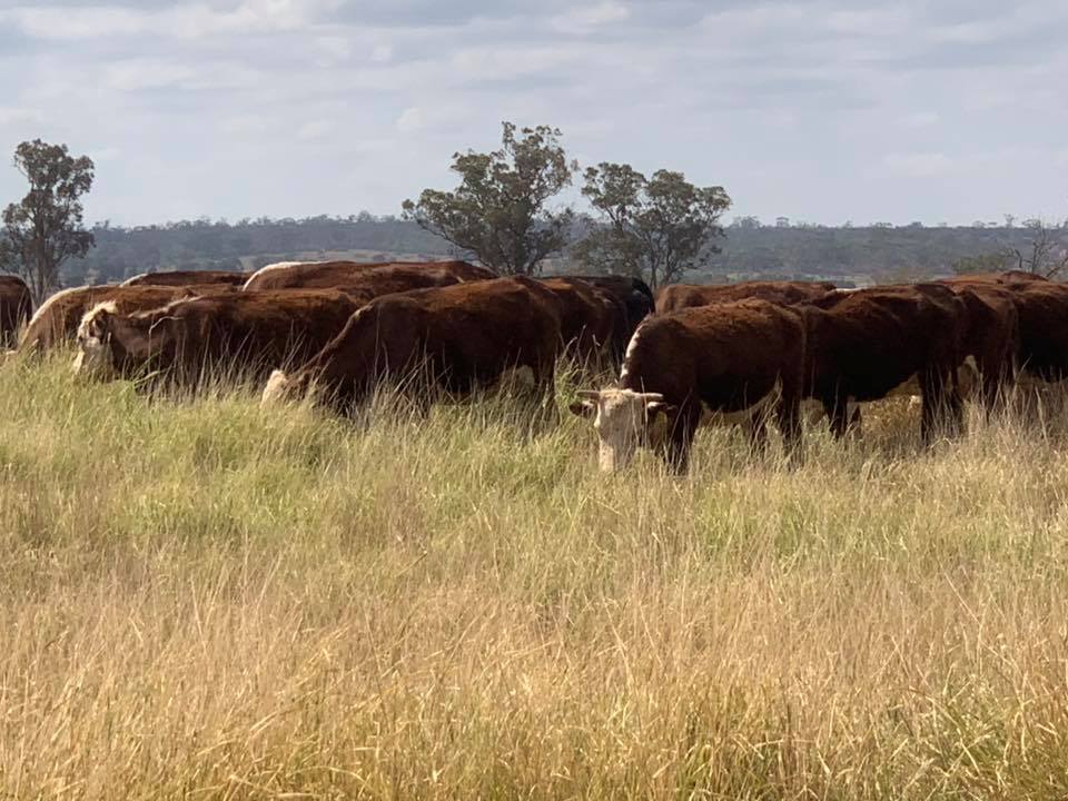 Frame Rural Agencies | Blackall QLD