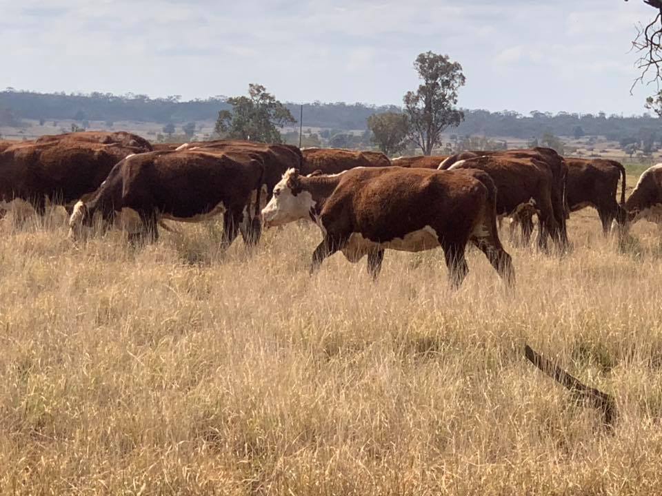 Frame Rural Agencies | Blackall QLD