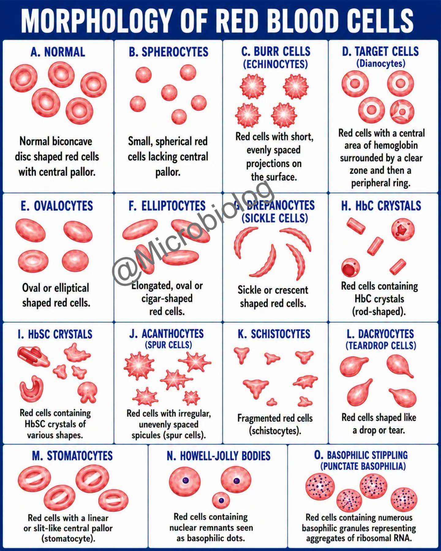 Morphology of red blood cells 🧐 #InfectiousDiseases #microbiology