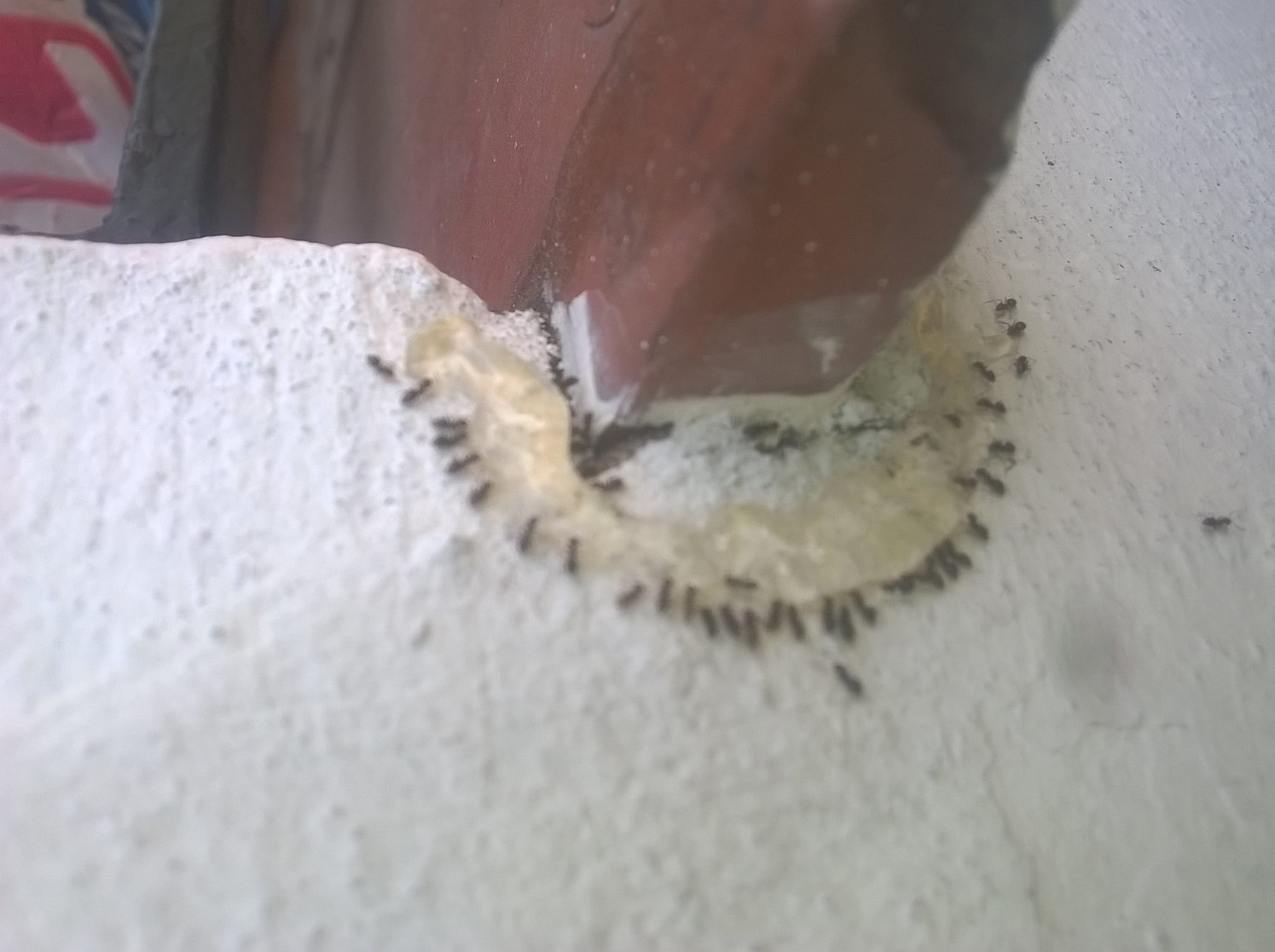 Fumigadora No Insect | Morón