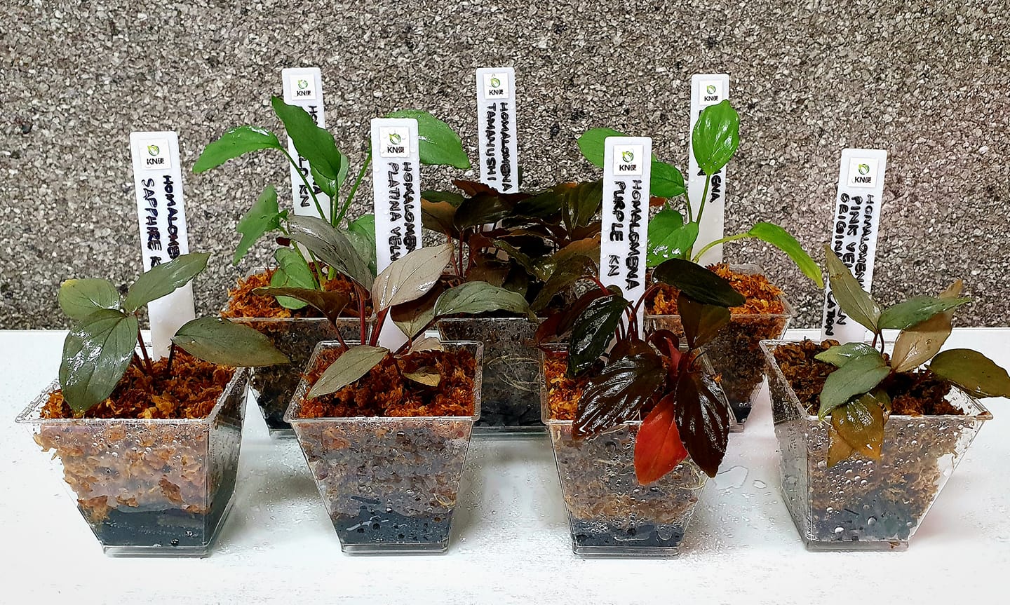 Rare Homalomenas by Nakamoto (KN) are back. PM us on how you can