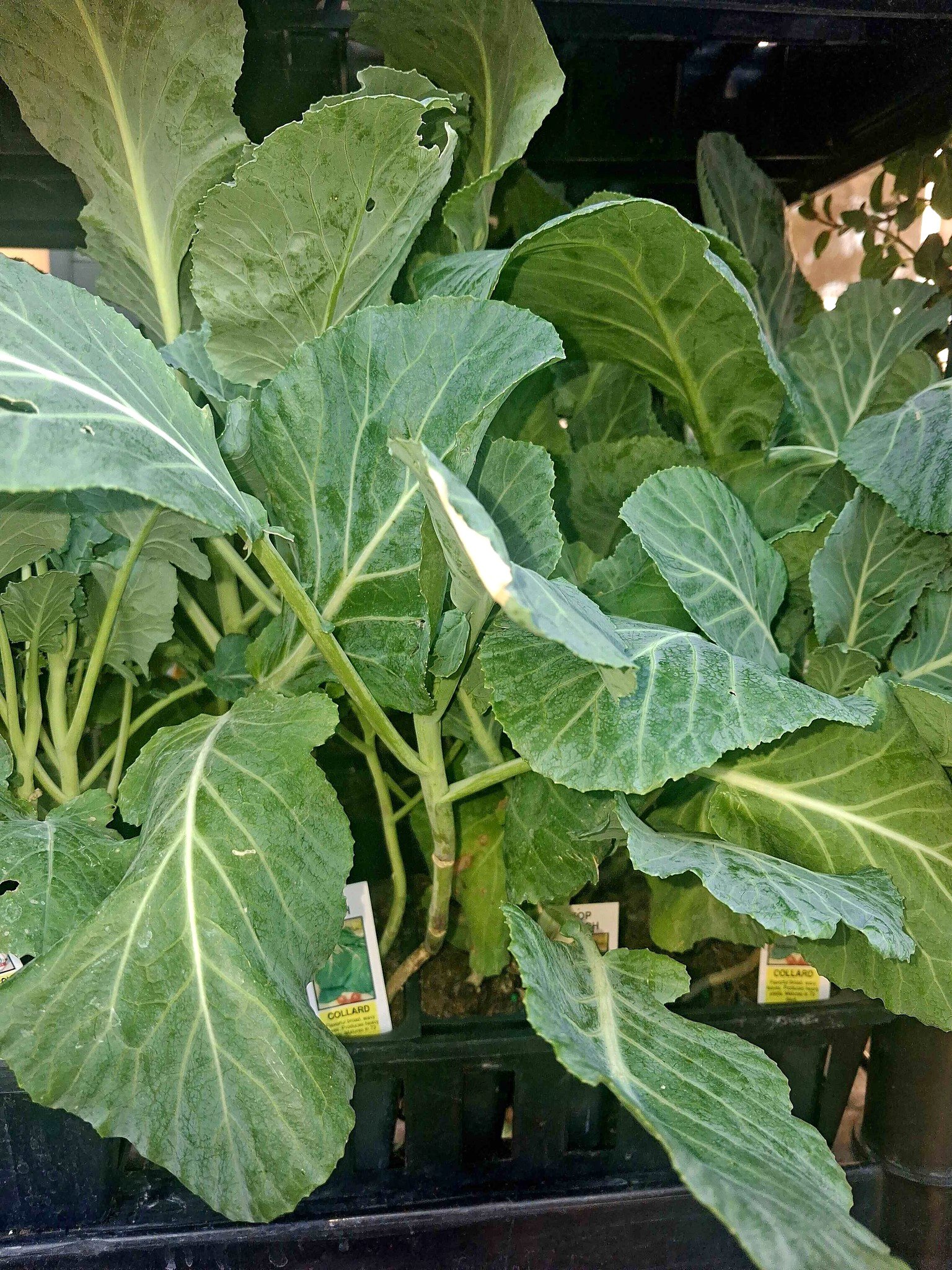 Top Bunch Collards- 4 Pack - Plants & Seedlings - Ormond Beach, Florida ...