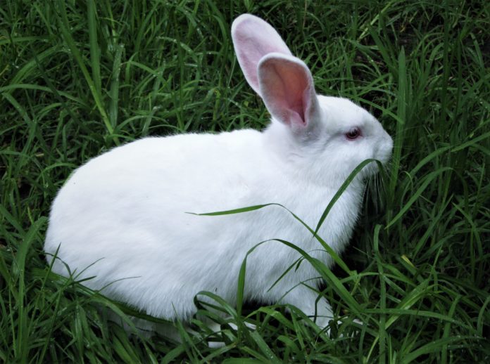ST Rabbit Farm - দুই পদ্ধতিতে খরগোশ পালন করা যায়। একটি খাঁচায়, অন্যটি ...
