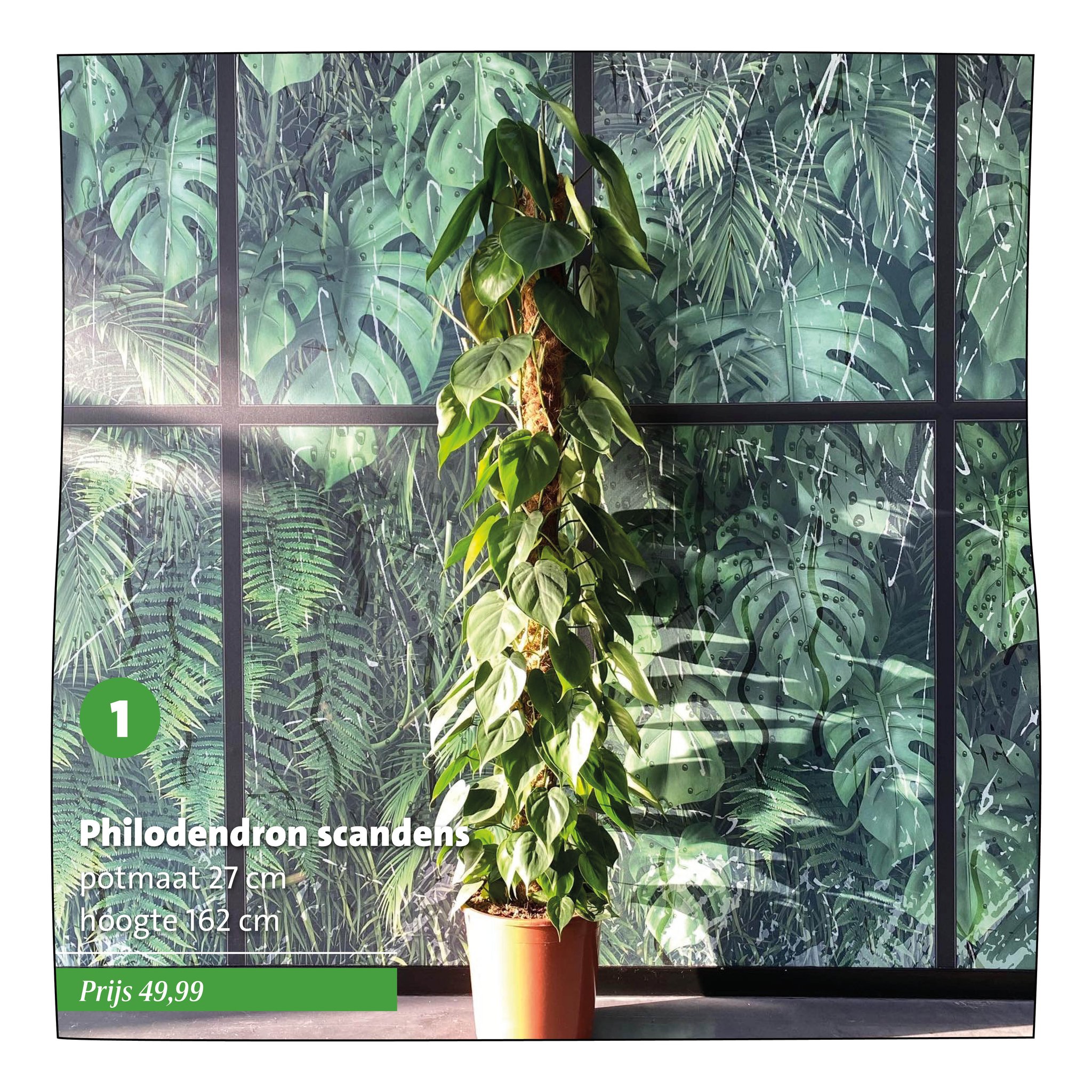 Intratuin Rhoon - TOP-10 KAMERPLANTEN | Alweer onze derde... | Facebook