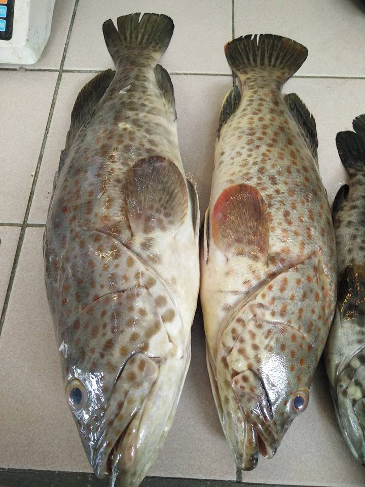 🐋🐋🐋🐋🐋FRESH FISH TODAY 🐋🐋🐋🐋🐋... - Family Mart Sandakan 家好