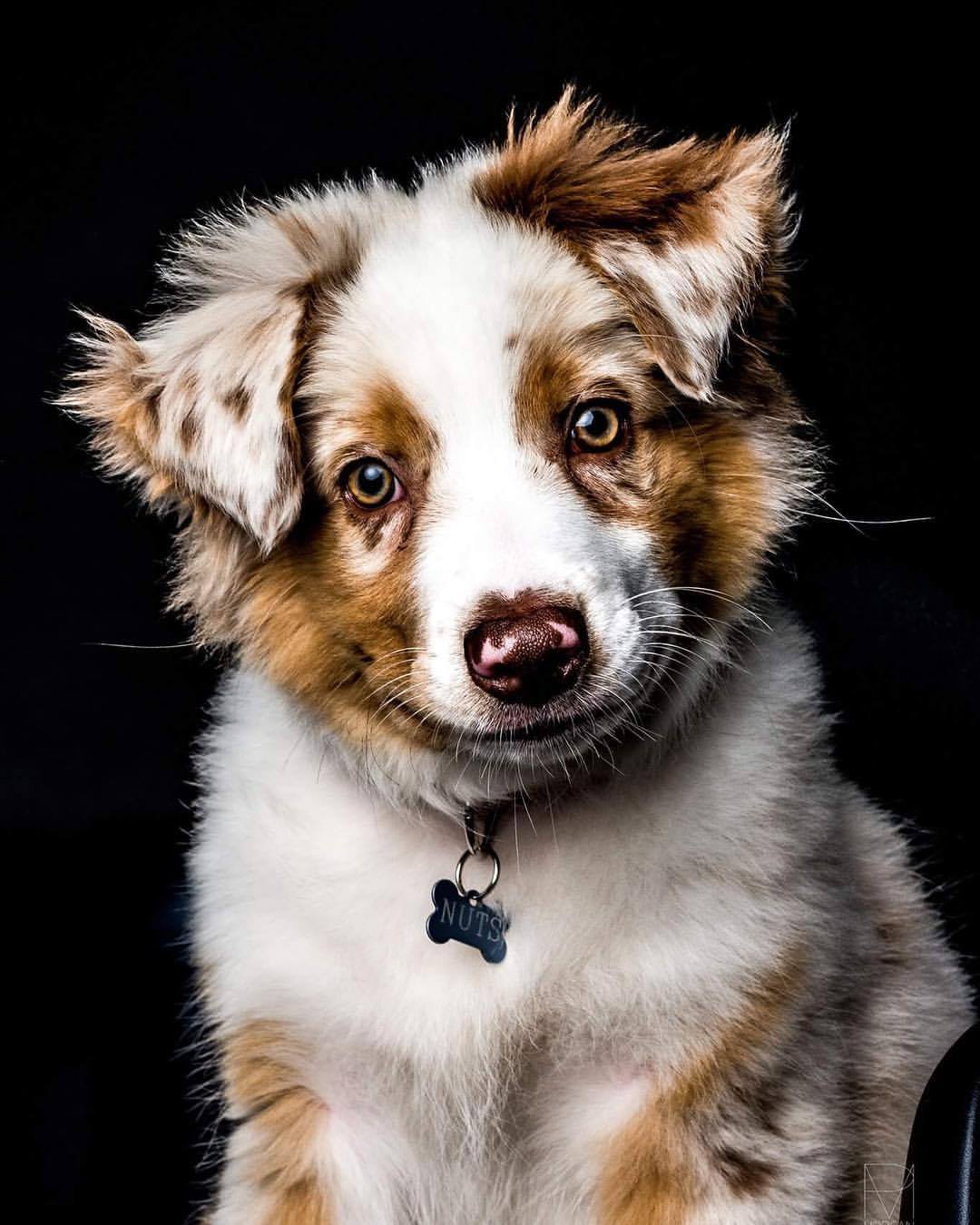 Coeur D Artichaut Mon Bebe Chien 3 Mois Today Un Grand Merci Pour Les Si Belles Photos Morganpalun Photography Puppy Australianshepherd Baby Teamcoeurdartichaut Mybabylove Bouledecanaille Bestfrienddupetitcomptoir