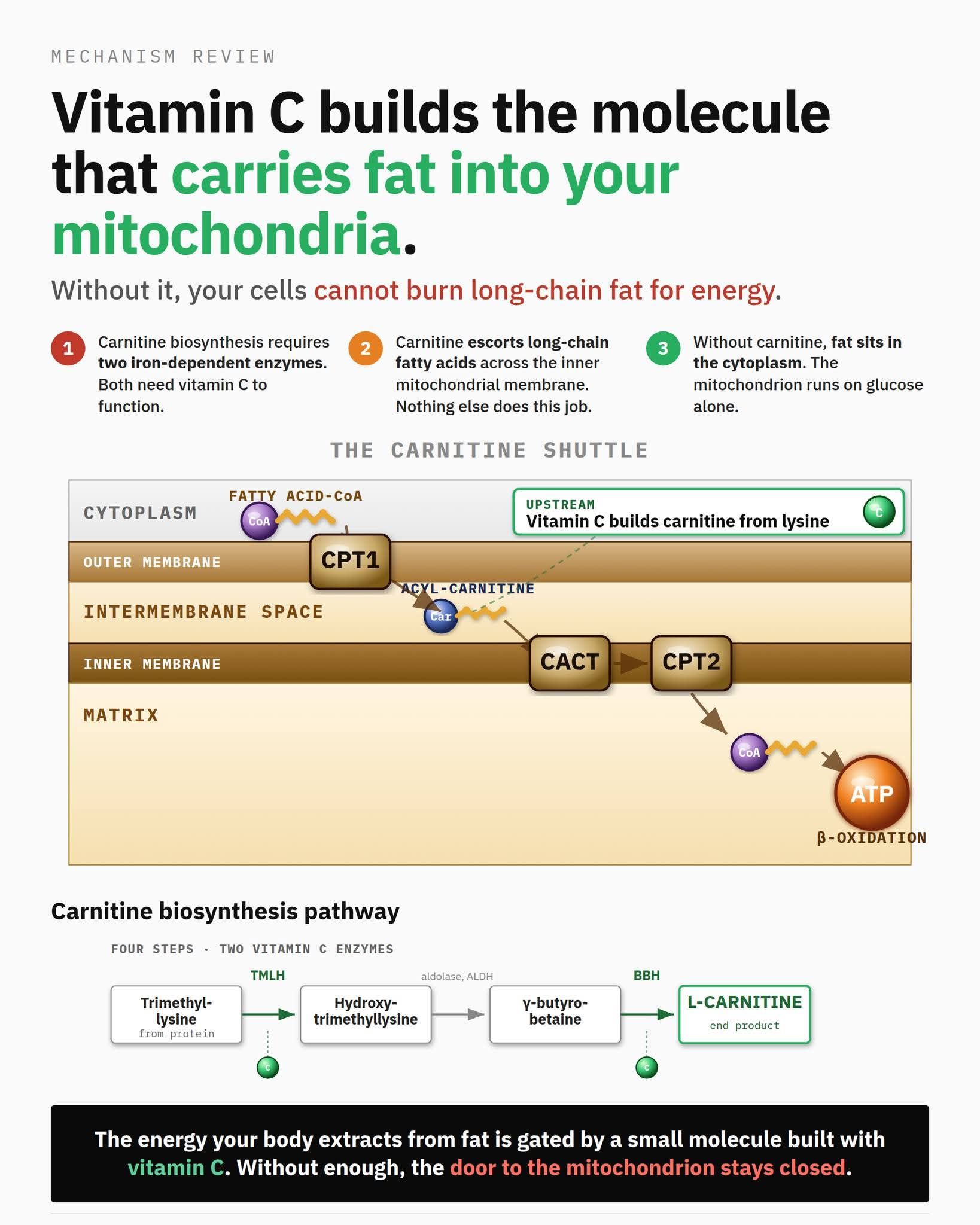 l-carnitine role fatty acid transport mitochondria carnitine shuttle review A mitochondrial protein promotes synthesis in mice when fat consumption is needed. Learn more in a new #SciencePerspective: https://scim.ag/4rpsWSs 🔹️L-KARNİTİN NEDİR? ▪️Karnitin bir moisturizing glow capsule cream Size:20