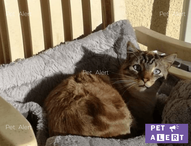 Perdu Newton Chat Gris Blanc Marron à Pet Alert