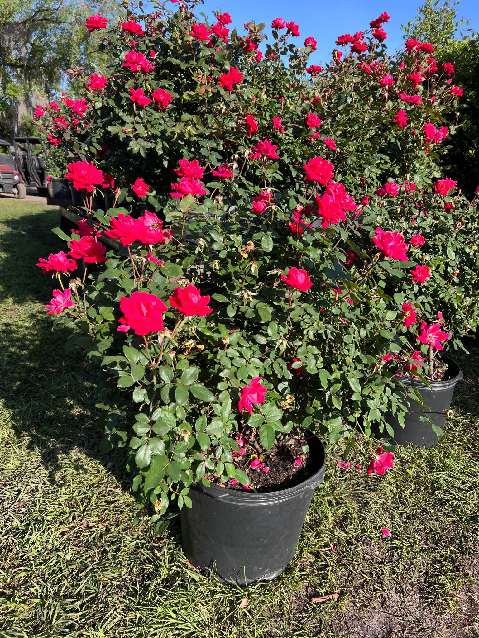 Red Double Knock Out Roses 7g - Plants & Seedlings - Plant City ...