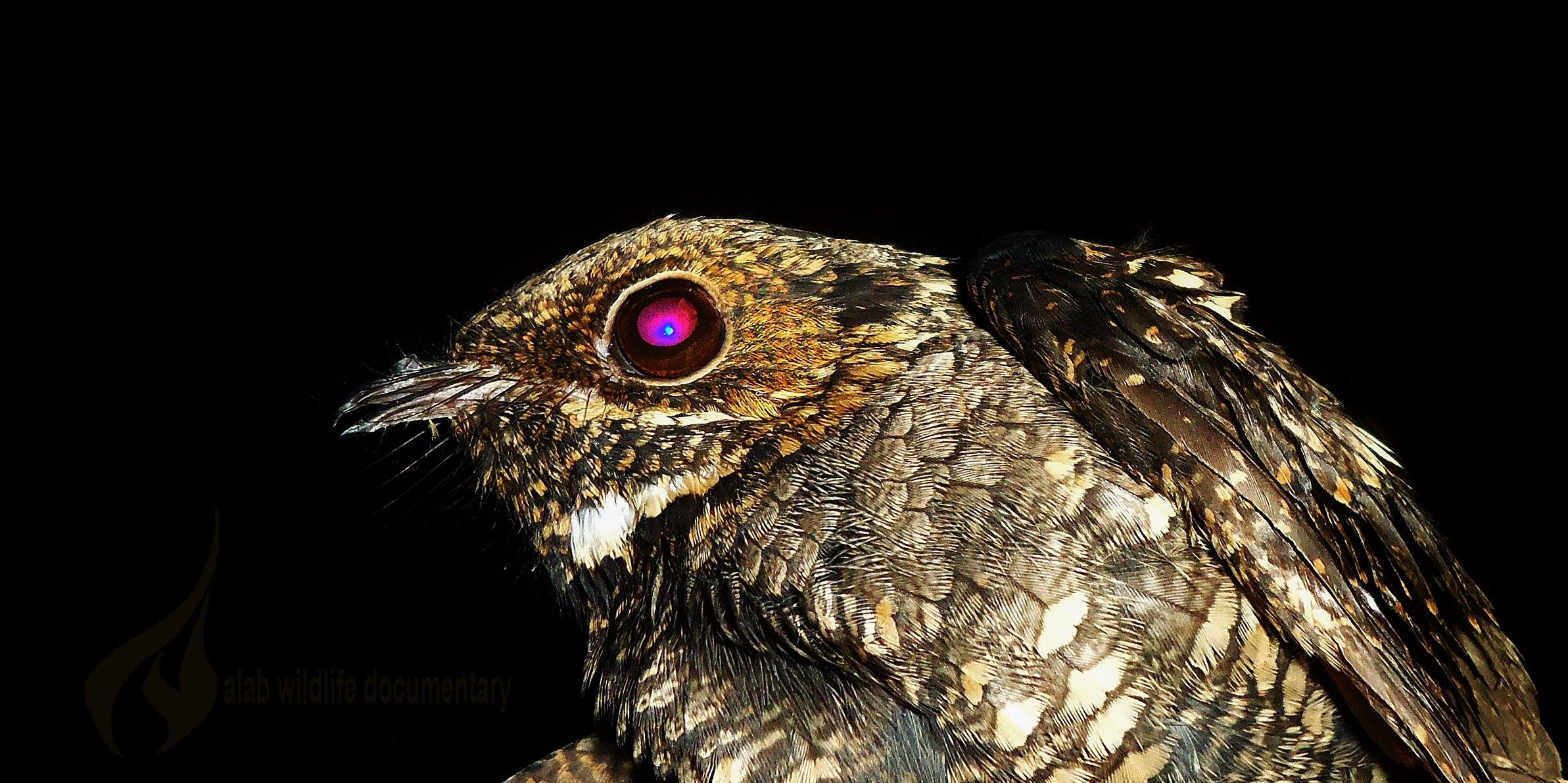 The Philippine... - Biodiversity Capiz - Wild Whisperer