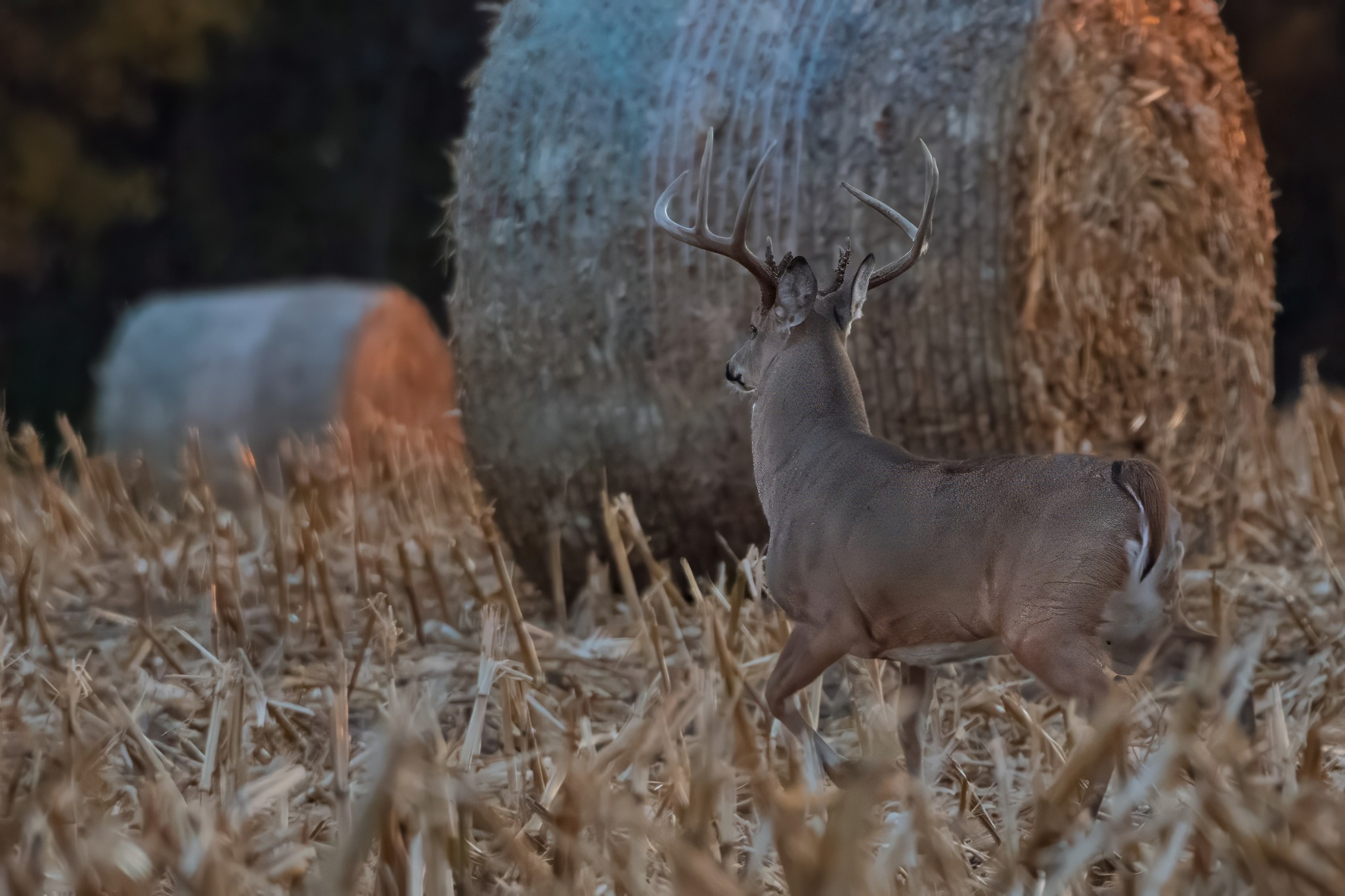 jwolf WILD photography added a... - jwolf WILD photography