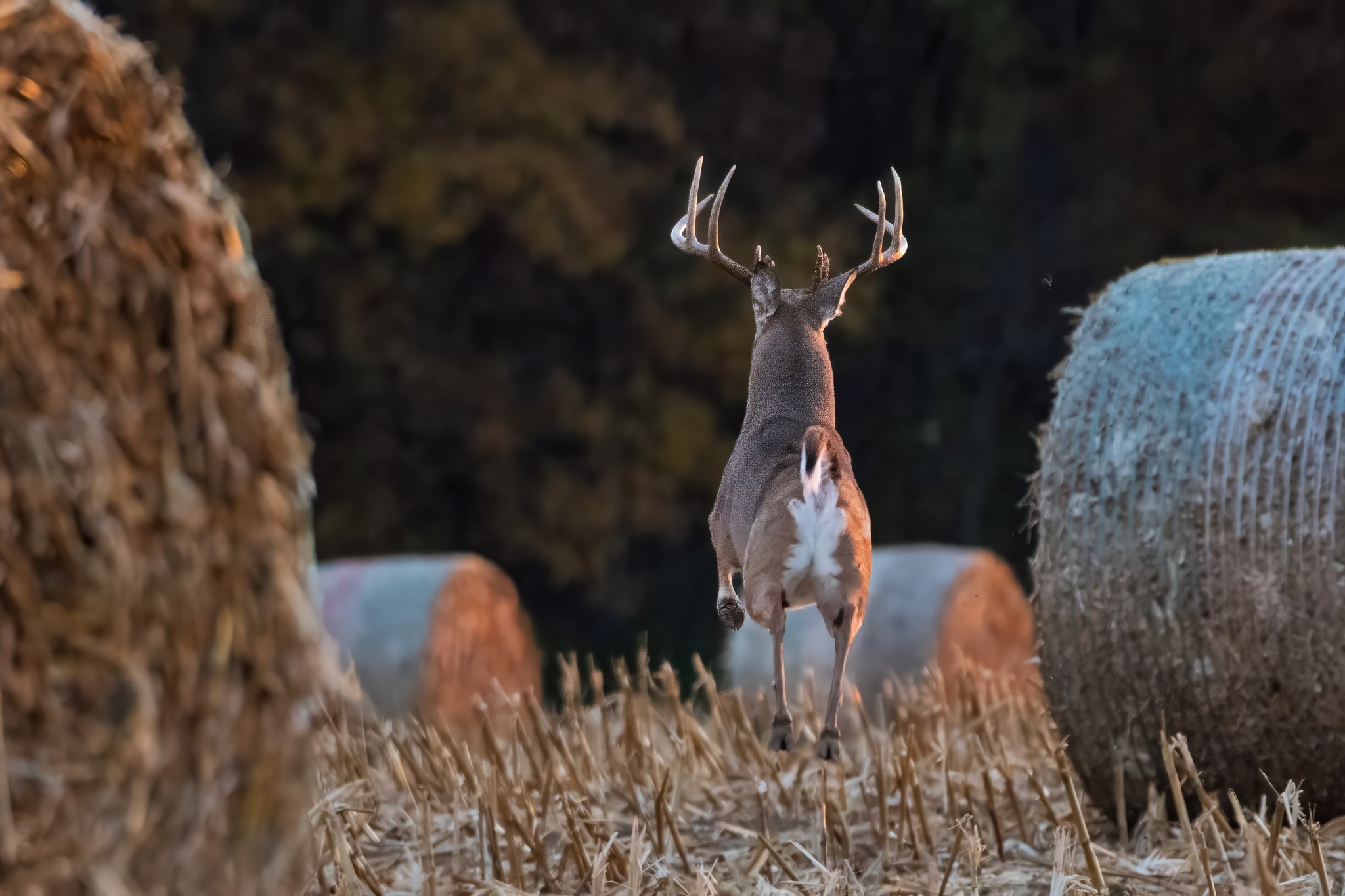 jwolf WILD photography added a... - jwolf WILD photography