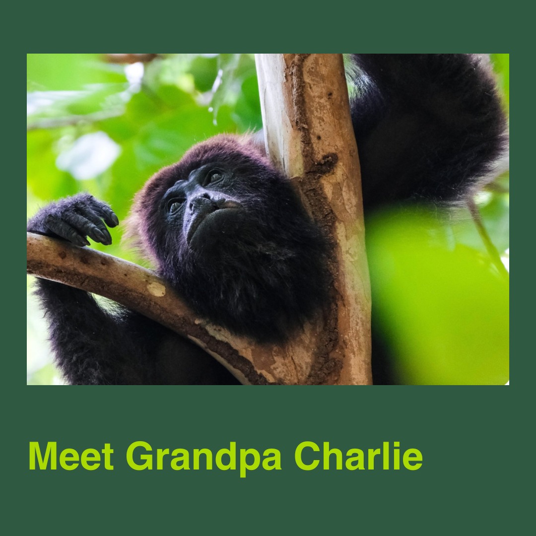 Save - 👋👋 Meet Grandpa Charlie, the howler monkey! 💚 We, howler monkeys ...