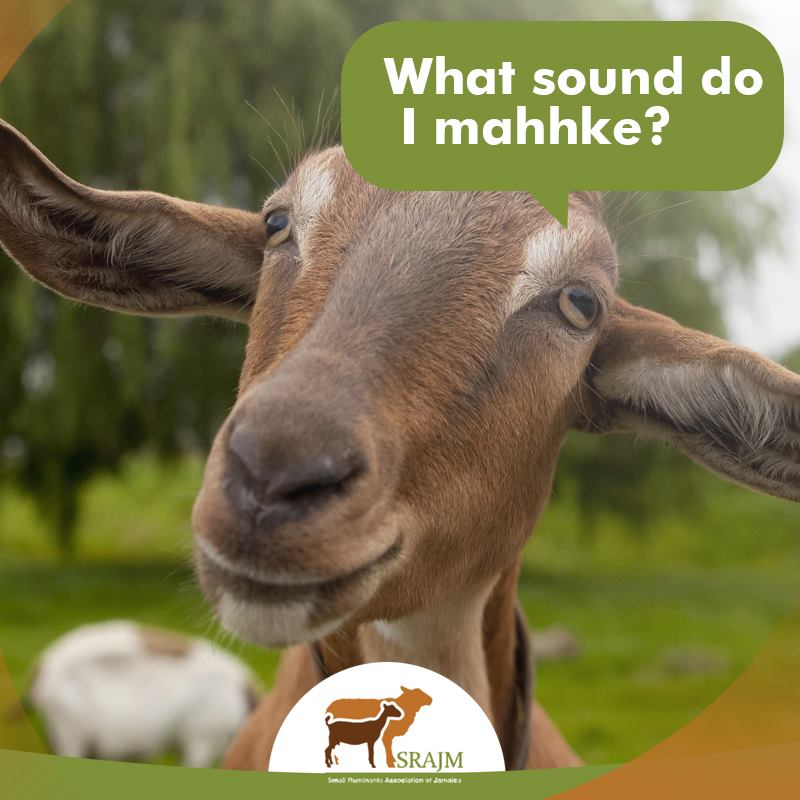 Small Ruminants Association of Jamaica - It's trivia time🎉 Who knows ...