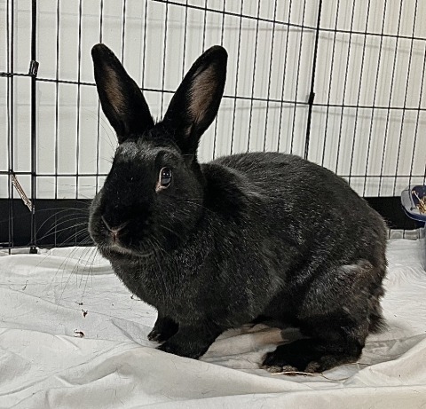 Indiana House Rabbit... - Indiana House Rabbit Society