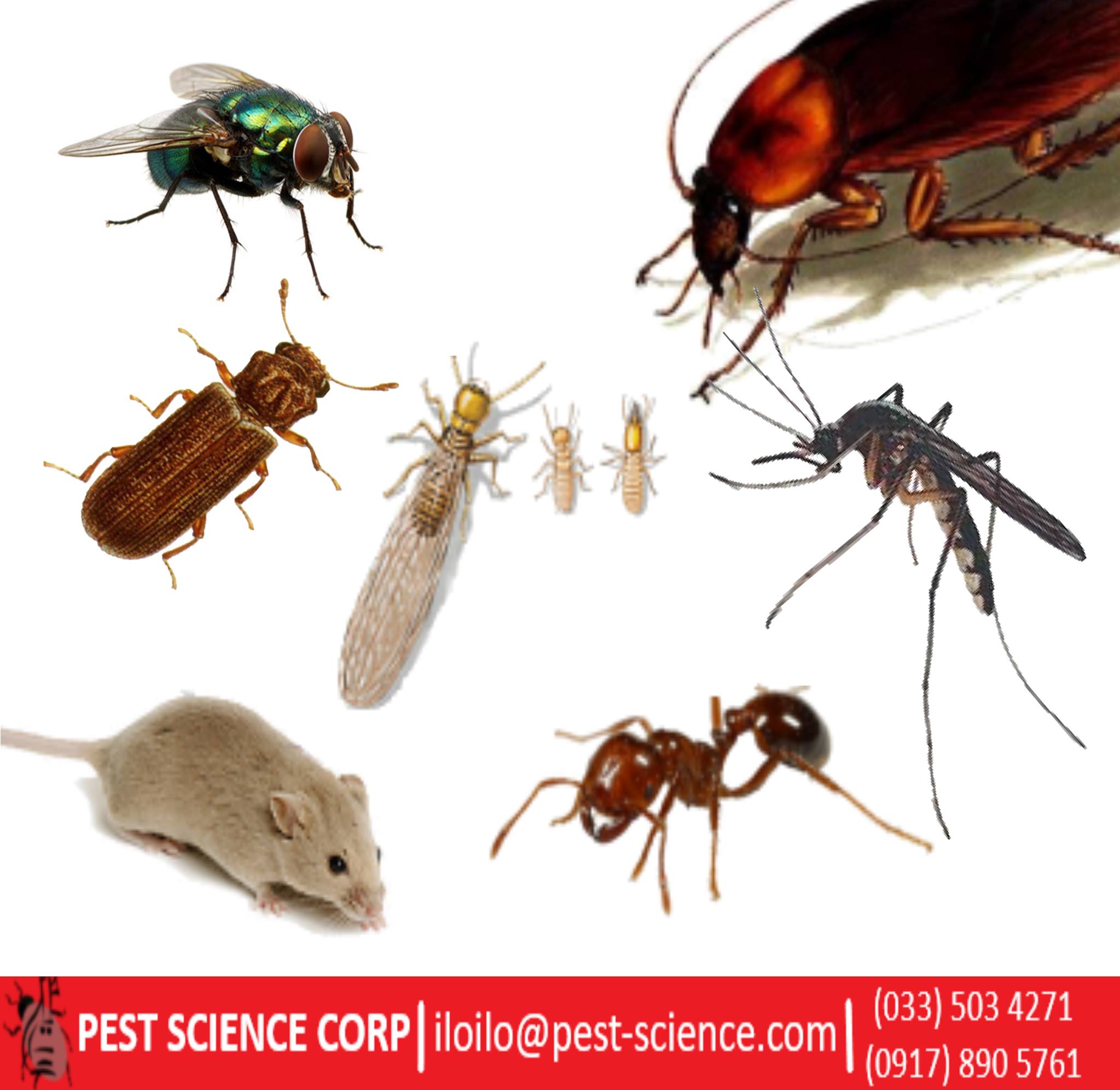 How to get rid... - Pest Science Corporation - Iloilo Branch | Facebook