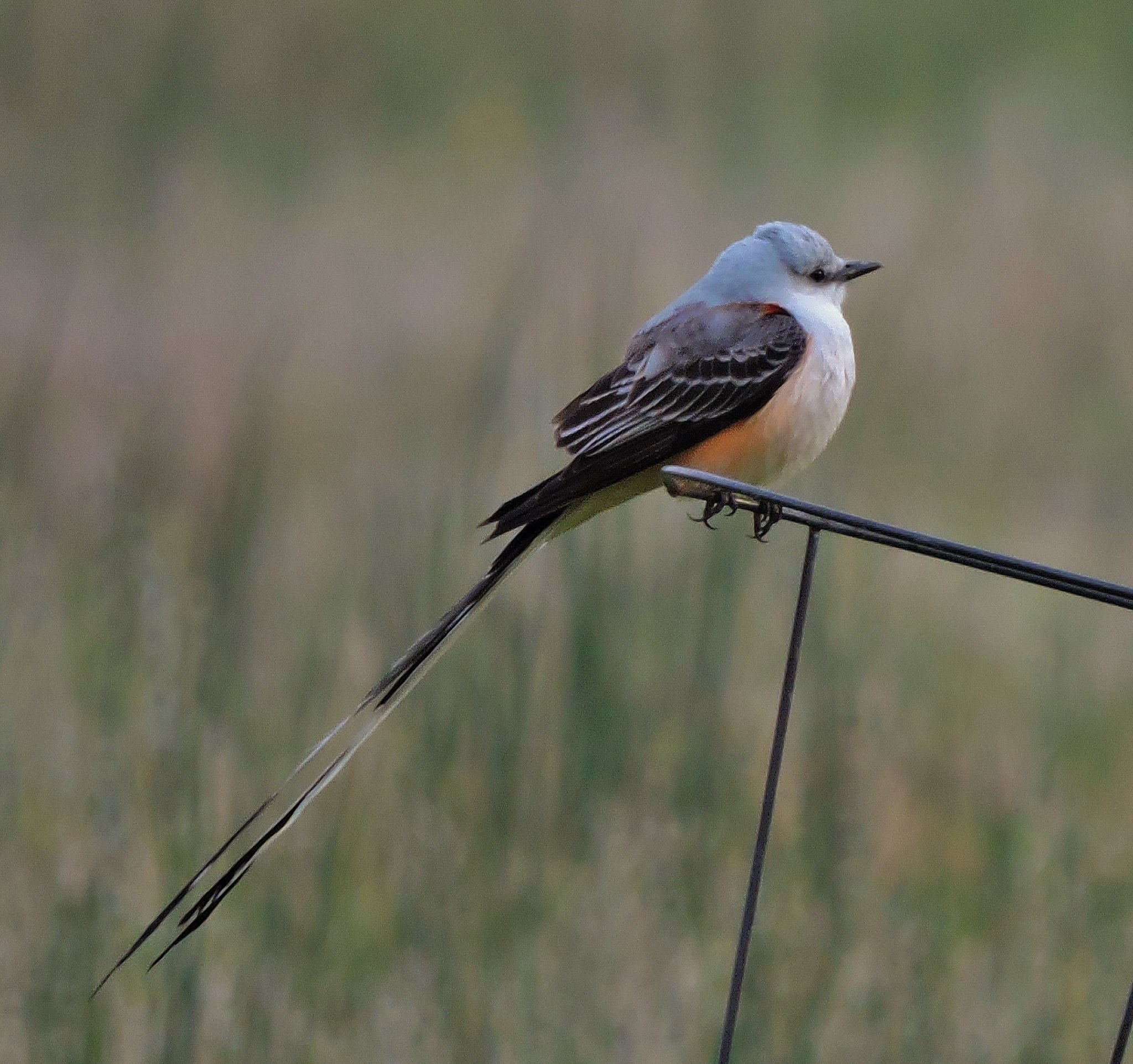 Scissor-tailed flycatcher spotted in Oxford, Ohio