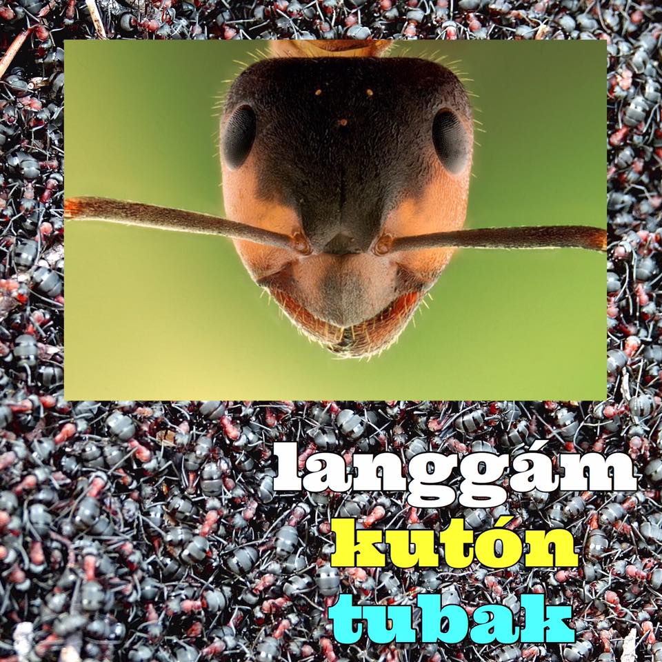 Today's word is: langgám (ant).... - Philippine Languages | Facebook