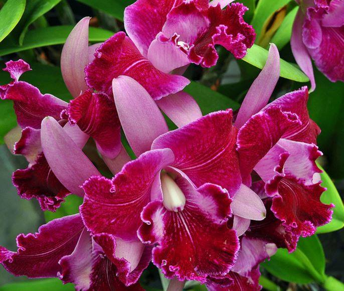 Rhyncholaeliocattleya Greenwich 'Elmhurst' Rod McLellan Co. 1968