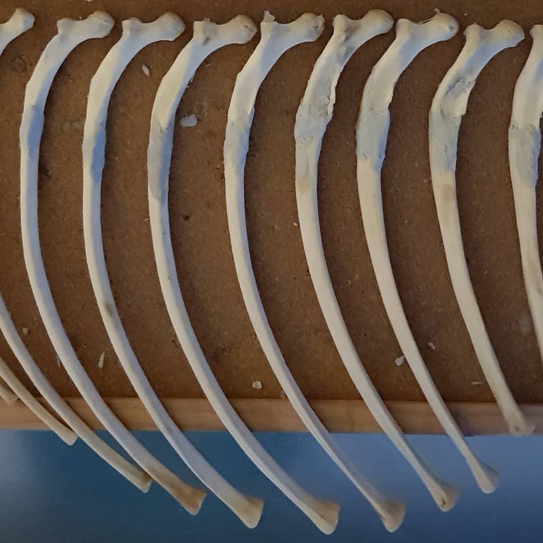 Seal rib reconstruction Part 2:... - Veterinary Anatomy UofA