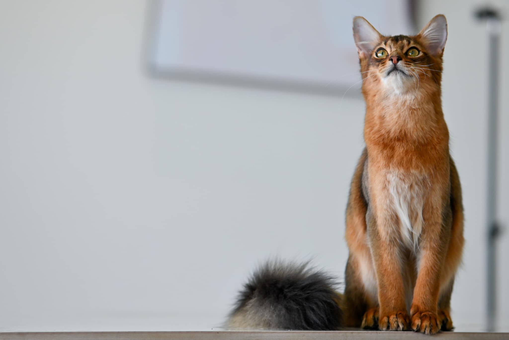 TooTop Somali Cattery | Chengdu