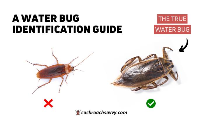 Cockroach Savvy - 📢 Discover the Fascinating World of... | Facebook