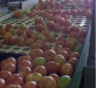 Jackson Farms | Grand Ridge FL