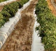 Jackson Farms | Grand Ridge FL