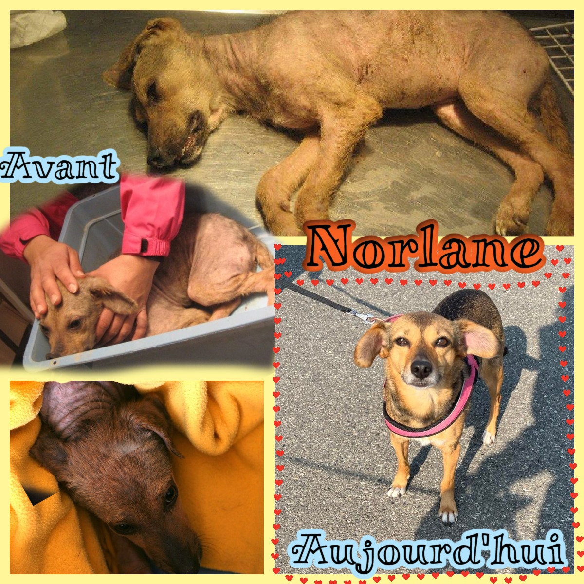 Aidons Les Animaux Help A Greek Stray
